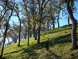 Scene near Lake San Antonio, California